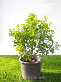 ต้นประยงค์