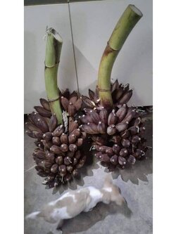 🌚#หน่อกล้วยน้ำหว้าดำ กล้วยโบราณหายาก พร้อมปลูกค่ะ