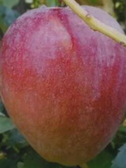 ต้นมะม่วงหงไจ่เทอร์(หัวใจยักษ์)พร้อมส่ง