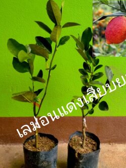 🍋ต้นเลม่อนแดง (red lemon / Blood Orange) เปลือกนอกสีแดงสด เนื้อในสีส้ม ลูกดก หอมน้ำเยอะ