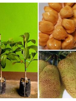 🥰#จำปาดะสายน้ำผึ้ง ต้นทาบพร้อมปลูกรับประกันพันธุ์แท้