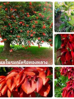 🔥🎊#ต้นมโนรมย์หรือทองหลางแดง ต้นสวยจ้า