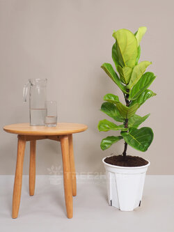 ต้นไทรใบสัก