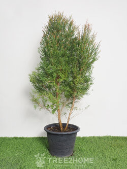 ต้นสนหอม