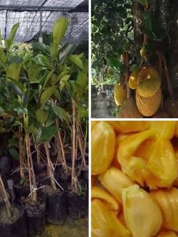 #ต้นขนุน ขนุนเหรียญบาท ขนุนโบราณพันธุ์หายาก