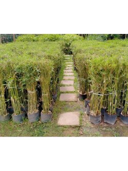 🌵#ไผ่หลอดกอใหญ่ ทำรั้วไม้ประดับ ใช้ทำหลอดดูแทนหลอดพลาสติก