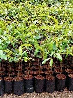 #ต้นทุเรียนหมอนทอง ต้นเสียบยอดขนาดไม่เกิน60ซม.พร้อมเสริมจ้า