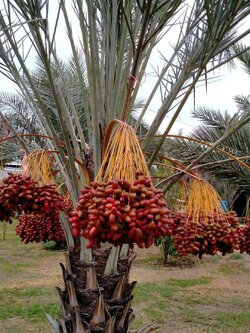 💢#ต้นอินทผาลัมสด เดกเลทนัวร์ " Date Palm : Deglet Nour "