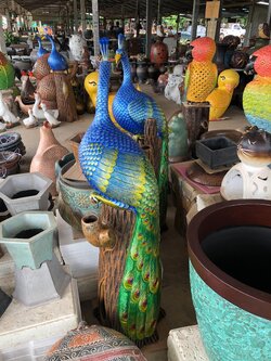 นกยูงประดับสวน