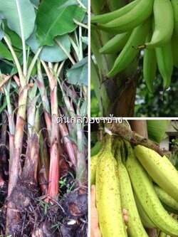 หน่อกล้วยงาช้าง พร้อมส่งสวยๆทุกต้นค่ะ