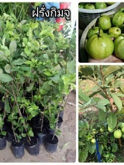 😋#ต้นฝรั่งกิมจู #ฝรั่งกิมจู ขนาดต้น70-80ซม. รอรับหน้าบ้านค่ะ