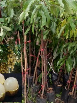 ต้นลำใยอีดอ ขนาด60-70 ชม.สั่ง2-4 ต้นต่อออเดอร์