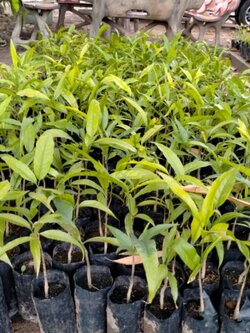 🍀#กล้าผักหวานป่า #ผักหวานป่าเพาะเมล็ด แบบชุด 10 ถุง20 ต้น 600 บ.