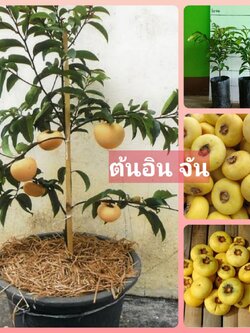 🔥#ต้นอินจัน เพาะเมล็ดต้นสวยพร้อมปลูก