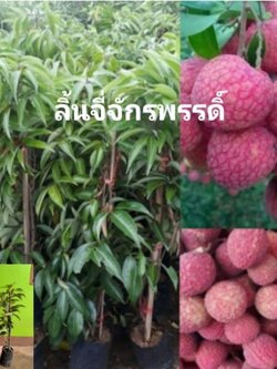 ต้นลิ้นจี่จักรพรรดิ์ขนาดต้น 60-80 ชม.