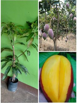 #ต้นมะม่วงกุ้ยเฟย มะม่วงใต้หวันทานสุกเนื้อหอมอร่อย น่าชิมมาก ๆ