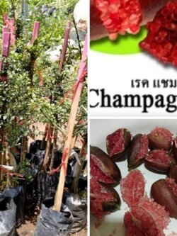 #มะนาวคาเวียร์#มะนาวนิ้วมือ เรด แชมเปญ สีแดงสดใส ขนาดไม่เกิน40ซม.ค่ะ