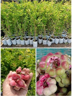 #ต้นมะขามเทศสีชมพู ฝักใหญ่ ผลดก ต้นตอนกิ่ง พร้อมส่งคะ