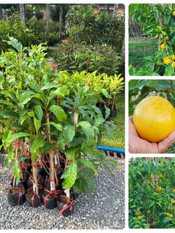 ต้นอะบิวตงมี่ใต้หวันทาบกิ่งขนาด 70-80 cm