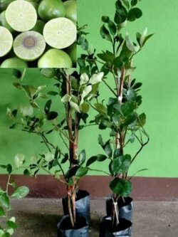 ต้นมะนาวตาฮิติ มะนาวไร้เมล็ดลูกใหญ่ผลดก