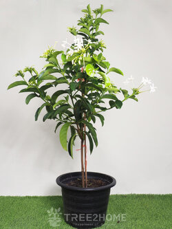 ต้นพุดบุญรักษา