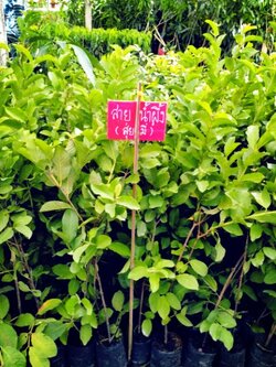 #ต้นฝรั่งสุ่ยมี่สายน้ำผึ้ง รสชาดหว่นกรอบไร้เมล็ด ออกผลทั้งปี8 เดือนทานผลแล้วจ้า