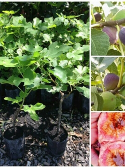 ต้นมะเดื่อฝรั่ง JapanBTM6