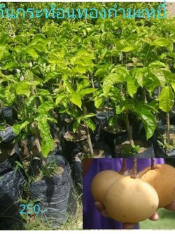 ต้นกระท้อนพันธุ์ทองกำมะหยี่ ราคาถูกๆจ้า