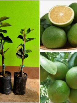 🍊ต้นส้มเซ็ง เสียบยอดพร้อมลงปลูกจ้า