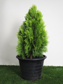 ต้นสนแผง