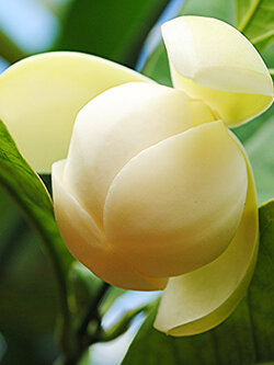 ต้นยี่หุบ