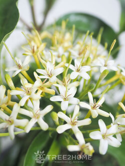 ต้นหอมเจ็ดชั้น