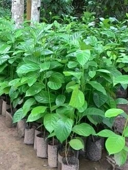 ต้นแมงดาหรือต้นทัมมังพร้อมส่งค่ะ