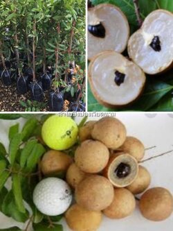 ต้นลำในปิงปอง ลำใยเวียดนาม ลูกใหญ่เท่ากับลูกปิงปอง ลูกดกทวาย