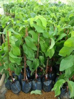 ต้นน้อยหน่าเพชรปากช่อง เสียบยอด ต้นสวยพร้อมส่งคะ