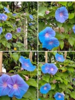 #มอร์นิ่งกลอรี่ Morning Glory 🌺🌺ผักบุ้งฝรั่ง