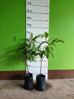 🍀#ต้นผักติ้วขาว ผักป่าพื้นบ้านมาแล้วจ้า