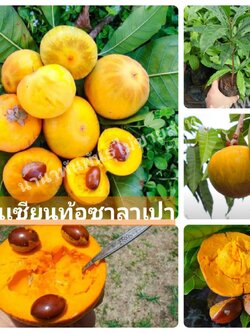 #ต้นเซียนท้อซาลาเปา ผลกลมน่ารับประทาน ต้นสวยพร้อมส่ง