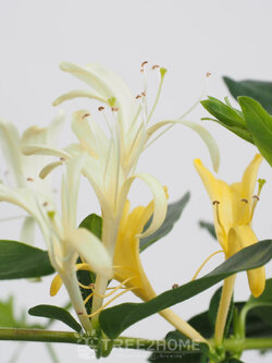 ต้นสายน้ำผึ้ง