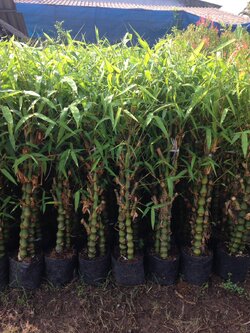 💢ไผ่น้ำเต้า ไผ่ประดับ สวยงาม