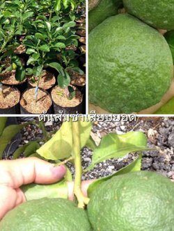 #ต้นส้มซ่า เสียบยอด พร้อมส่ง