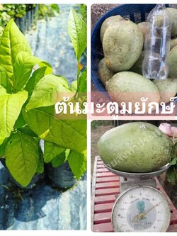 #ต้นมะตูมยักษ์เพิ่มทรัพย์ ชุด 2 ต้น มะตูมสายพันธุ์ไทยแท้ๆ ผลมีขนาดใหญ่ ต้นเพาะเมล็ด สวยคะ