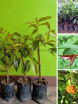 #ต้นชะมวง ส้มมวง ส้มโมง ทานใบรสชาดอร่อย