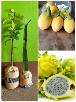 🎀โปร แพ็คคู่ เสาวรสฮาวาย+แก้วมังกรเหลืองอิสราเอล 299.บ ฟรีส่ง