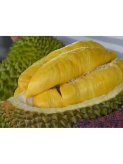 ✅ #ต้นทุเรียนมูซานคิง หรือมูซังคิง รสชาติล้ำลึก ท้าให้ลองค่ะ