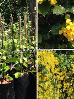 🌻#ต้นเหลืองชัชวาลย์ ไม้มงคลขนาด40ชม.