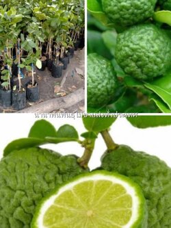 #ต้นมะกรูดโบราณ #มะกรูดโบราณ สมุนไพรคู่ครัวคุณ ปลูกและดูแลง่ายๆกันเลยค่ะ