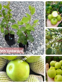 ต้นพุทราบอมเบย์ ต้นทาบสวยๆ