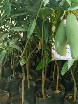 ต้นมะม่วงลิ้นงูเห่า มะม่วงลิ้นงูเห่าผลใหญ่รสมันออกเปรี้ยวนิดๆอร่อยกรอบ