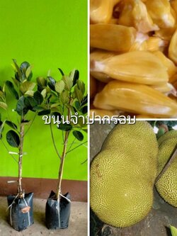 ต้นขนุนจำปากรอบ ขนุนโบราณหาทานยากพร้อมส่งค่ะ